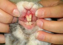 Learn About Rabbit Meat and Teeth, Rabbit Foot and Rabbit Lifespan
