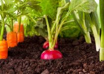 How to Start Organic Farming