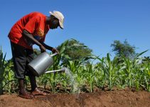 How to Start a Farming Career in Nigeria