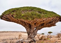 Reasons Why Socotra Yemen is Special