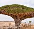 Reasons Why Socotra Yemen is Special