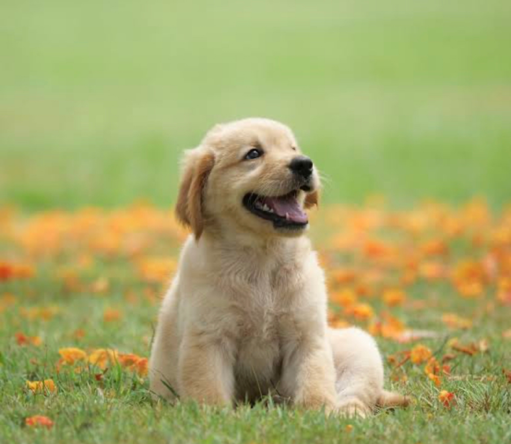 Why Dog Poop Is Not A Good Fertilizer? Reasons Why And What To Use