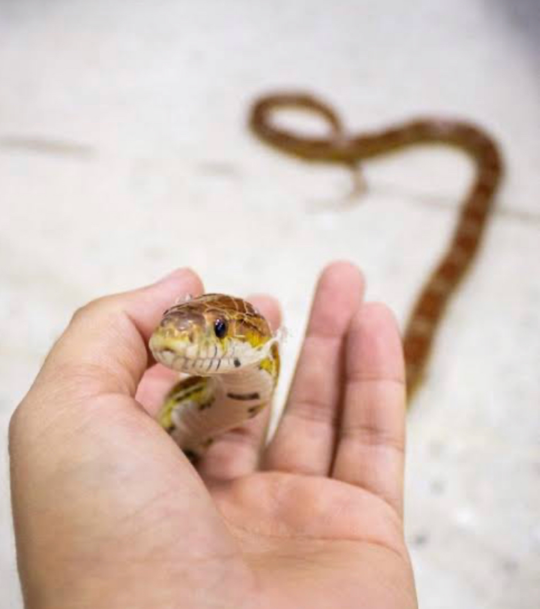 Everything to Know About Pet Dogs, Pet Cats, Pet Birds and Pet Snakes