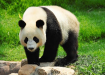 List of the Giant Panda Scientific Names