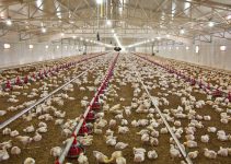 How to Manage Poultry Farm Business
