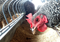 Why is Feed Analysis Important in Animal Nutrition