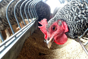 Why is Feed Analysis Important in Animal Nutrition