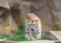 Top 10 Largest Zoos in the United States for Tourist Attractions