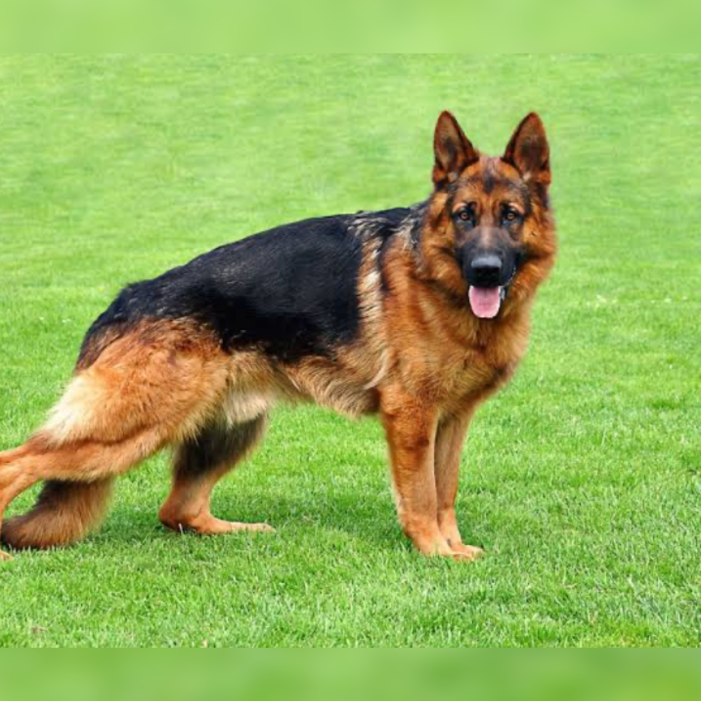 Top 10 Best Dog Breeds In Nigeria And Their Prices School Drillers
