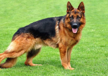 Top 10 Best Dog Breeds in Nigeria and Their Prices