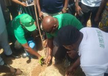 Why is Tree Planting Important In Nigeria?